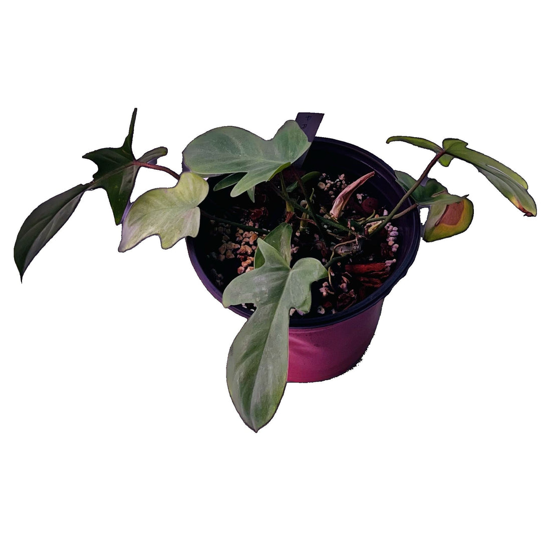 Philodendron Florida Ghost in 6" pot