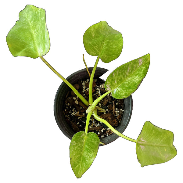 Mármol Philodendron Giganteum - Medio