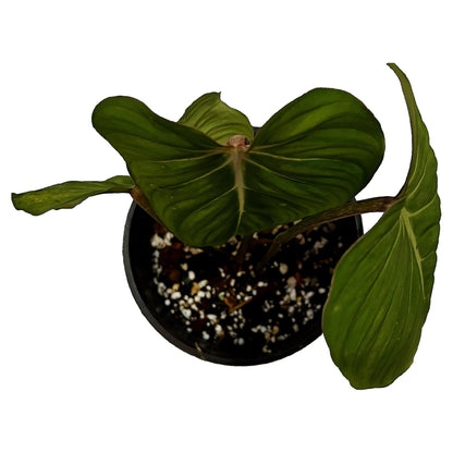 Philodendron Gloriosum in 6&quot; pot