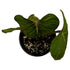 Philodendron Gloriosum in 6" pot