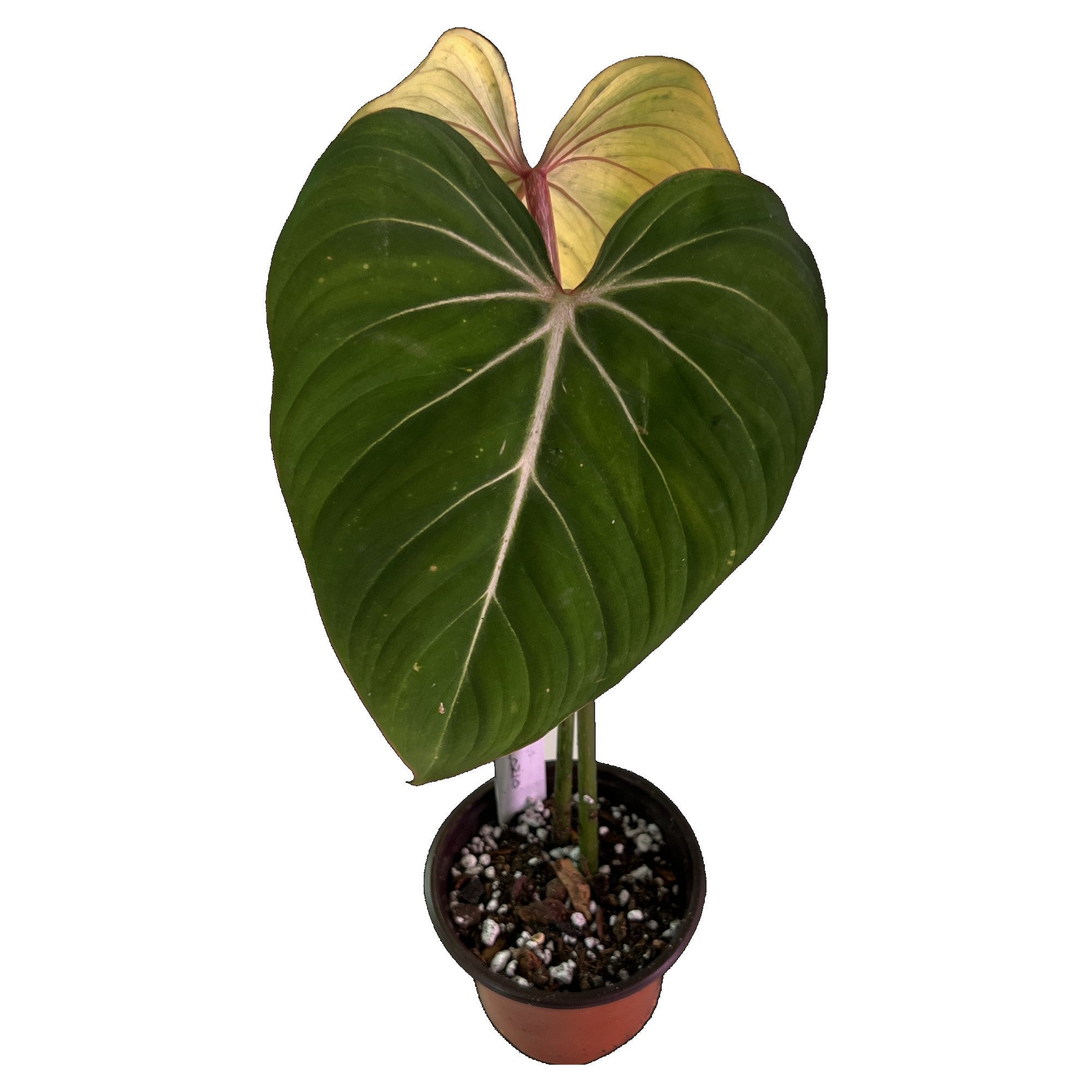 Philodendron Gloriosum in 4&quot; pot