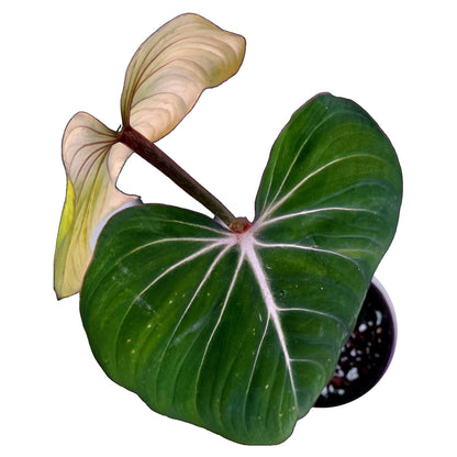 Philodendron Gloriosum in 4&quot; pot