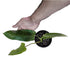 Philodendron Jose Buono in 6" pot