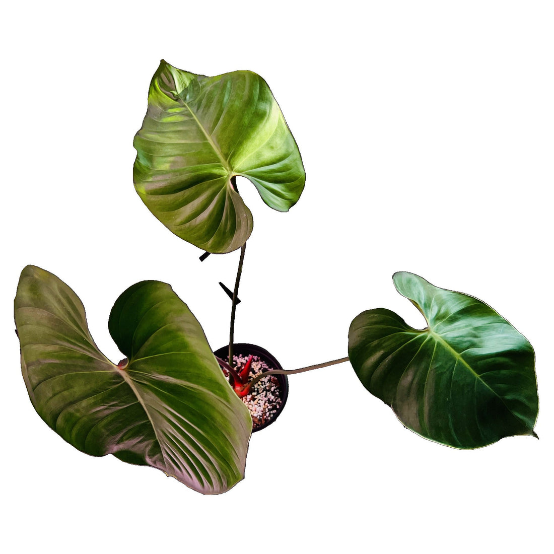Philodendron Lynamii in 1/2 Gallon pot