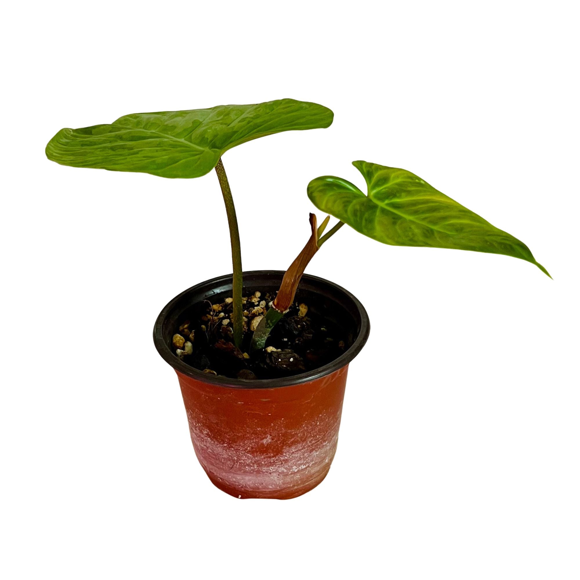Philodendron Majestic in 4&quot; pot