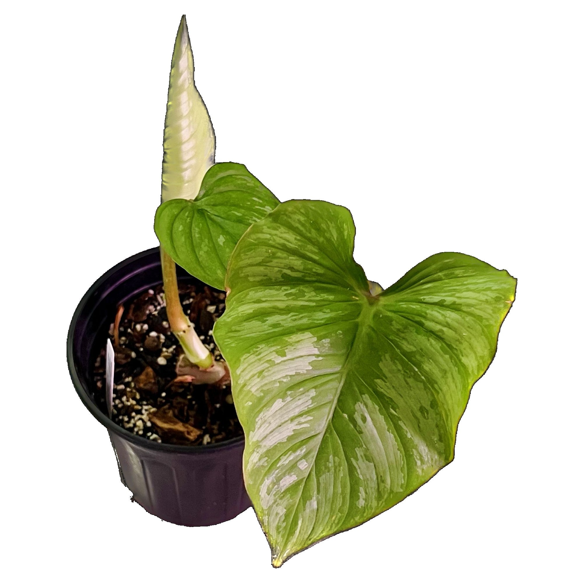 Philodendron Mamei in 1/2 Gallon pot