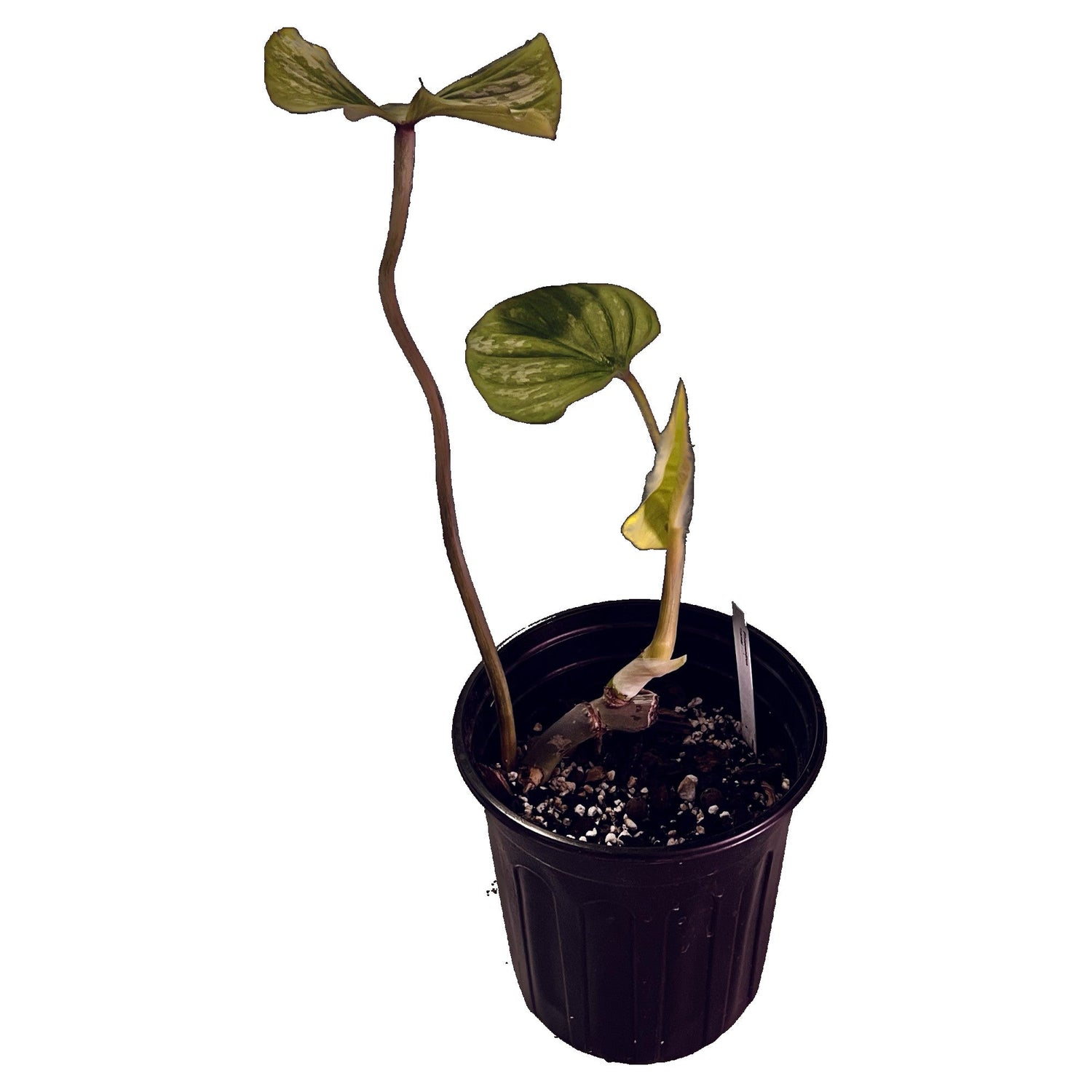 Philodendron Mamei in 1/2 Gallon pot