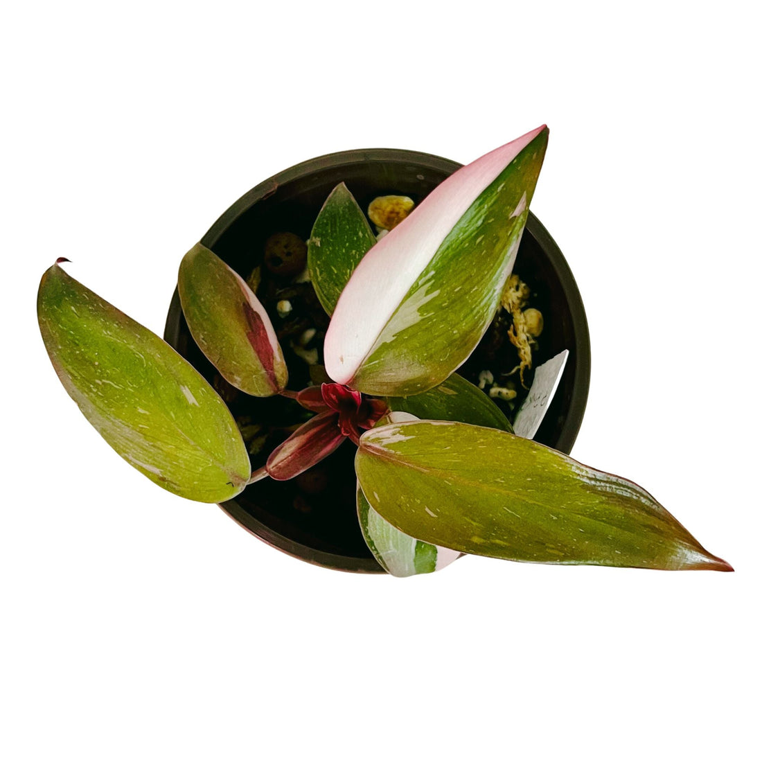 Philodendron Marble Pink Princess in 4&quot; pot
