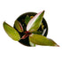 Philodendron Marble Pink Princess in 4" pot