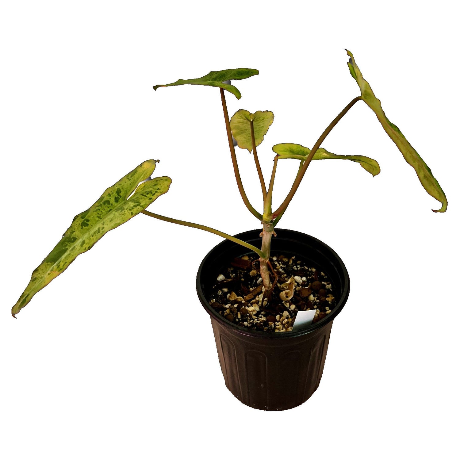 Philodendron Paraiso Verde in 1/2 Gallon pot