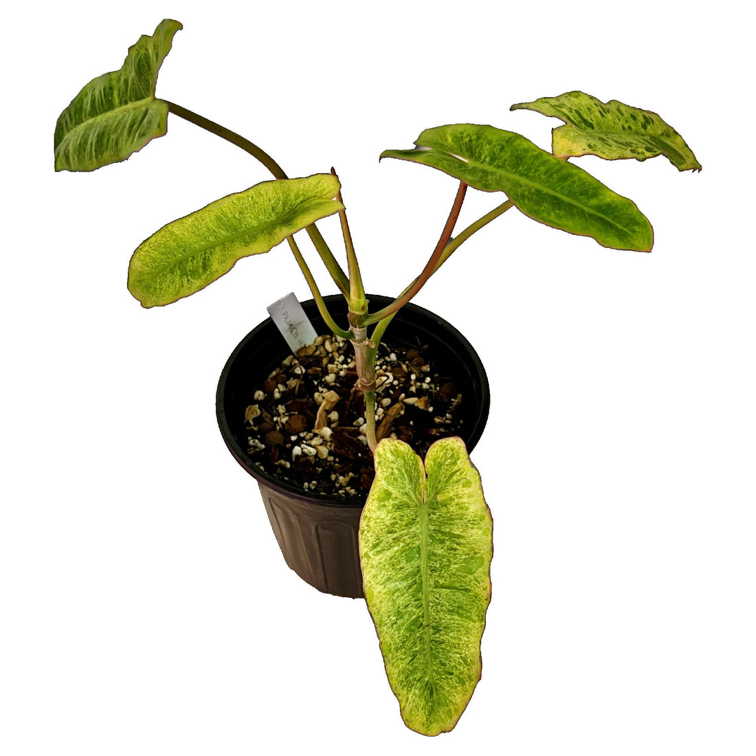 Philodendron Paraiso Verde in 1/2 Gallon pot