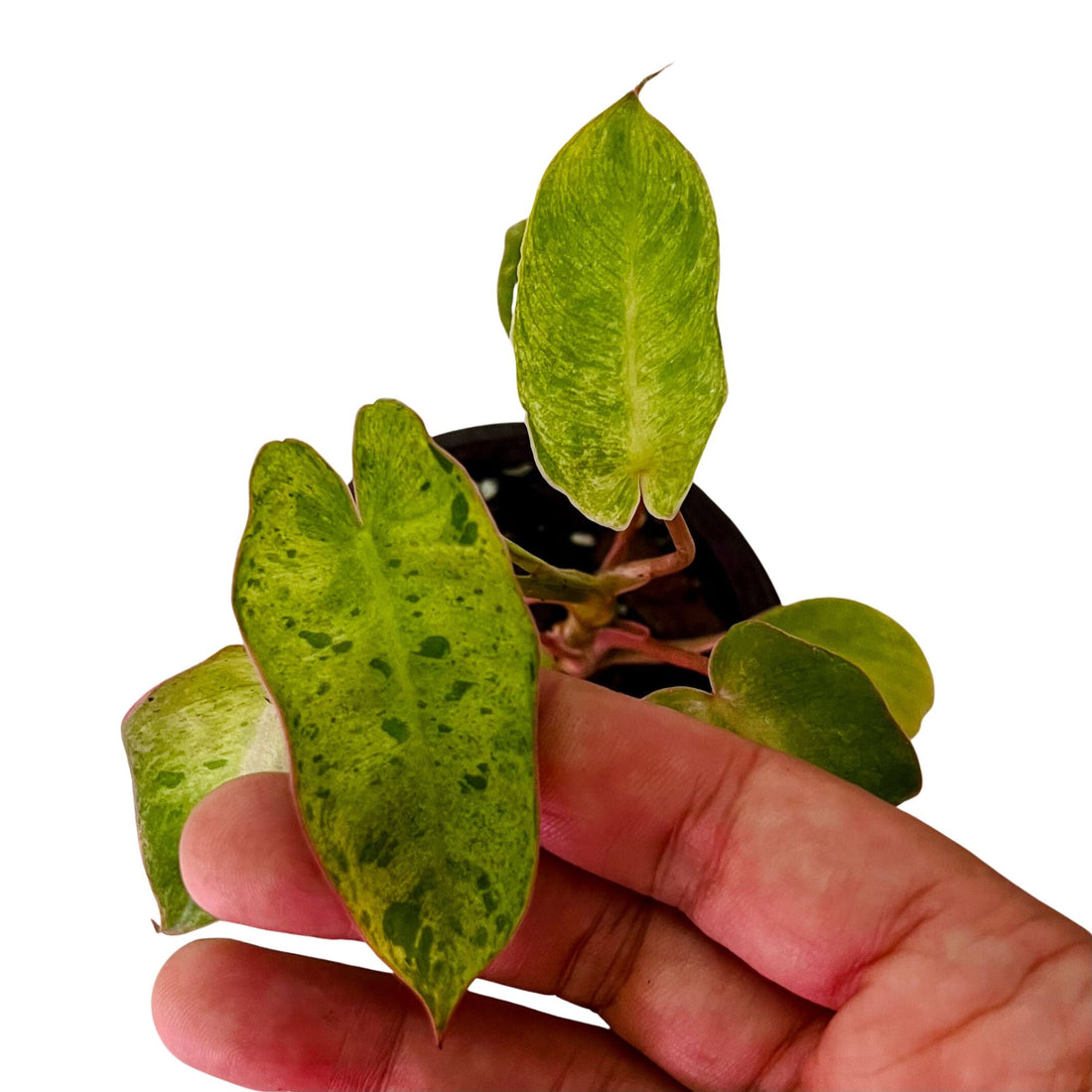 Philodendron Paraiso Verde - Small