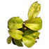 Philodendron Paraiso Verde in 2" pot