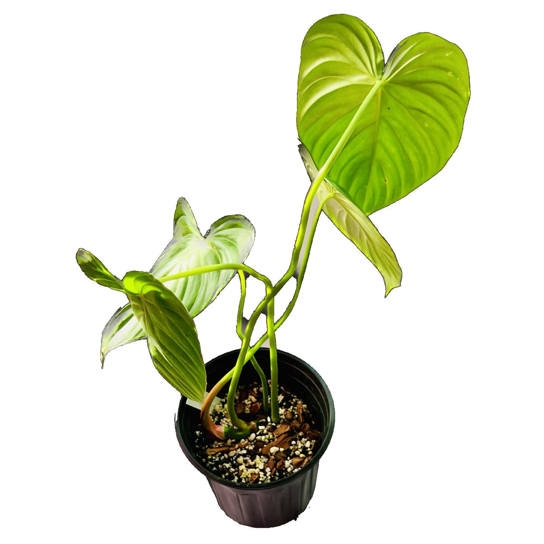 Philodendron Pastazanum in 1/2 Gallon pot