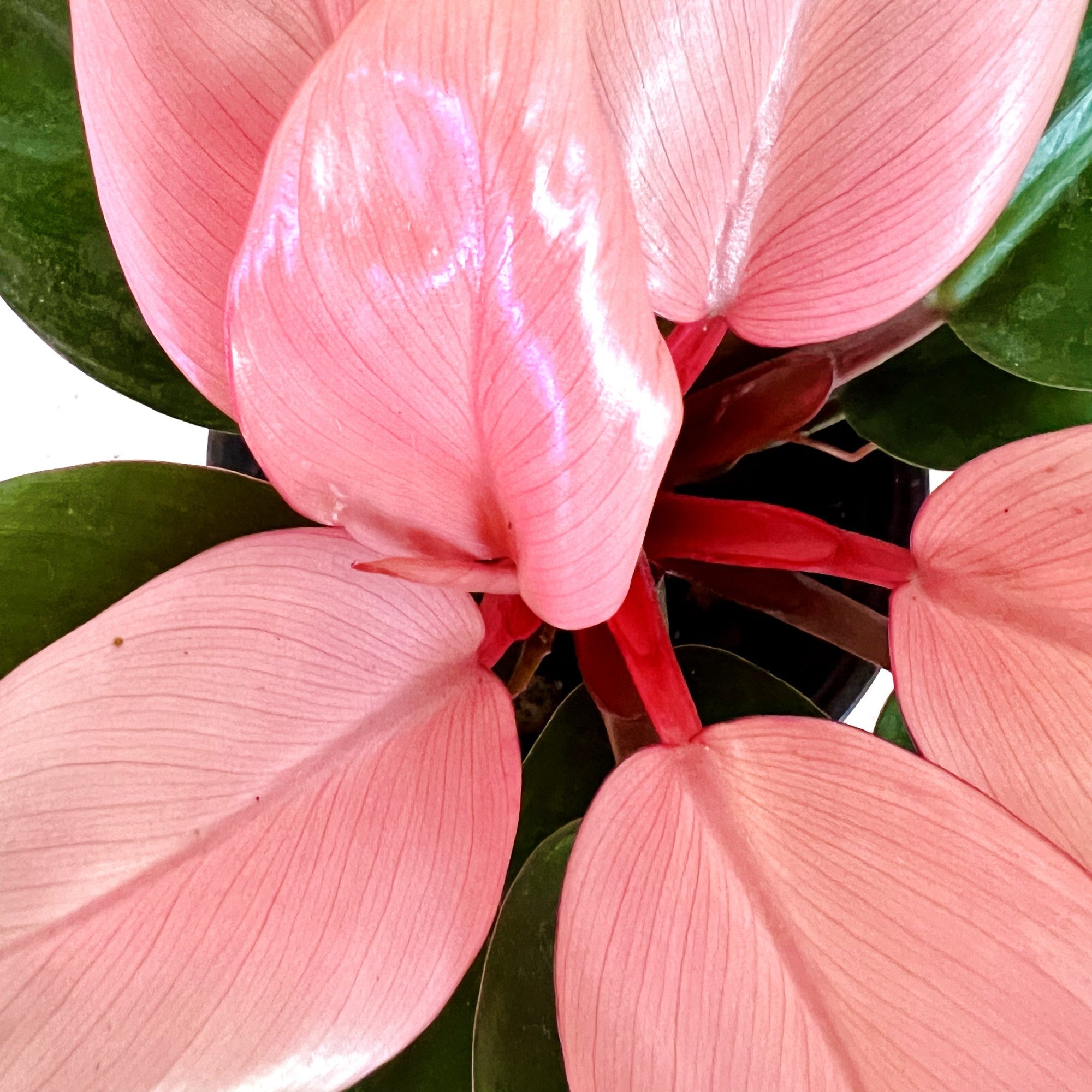 Philodendron Pink Congo in 6&quot; pot