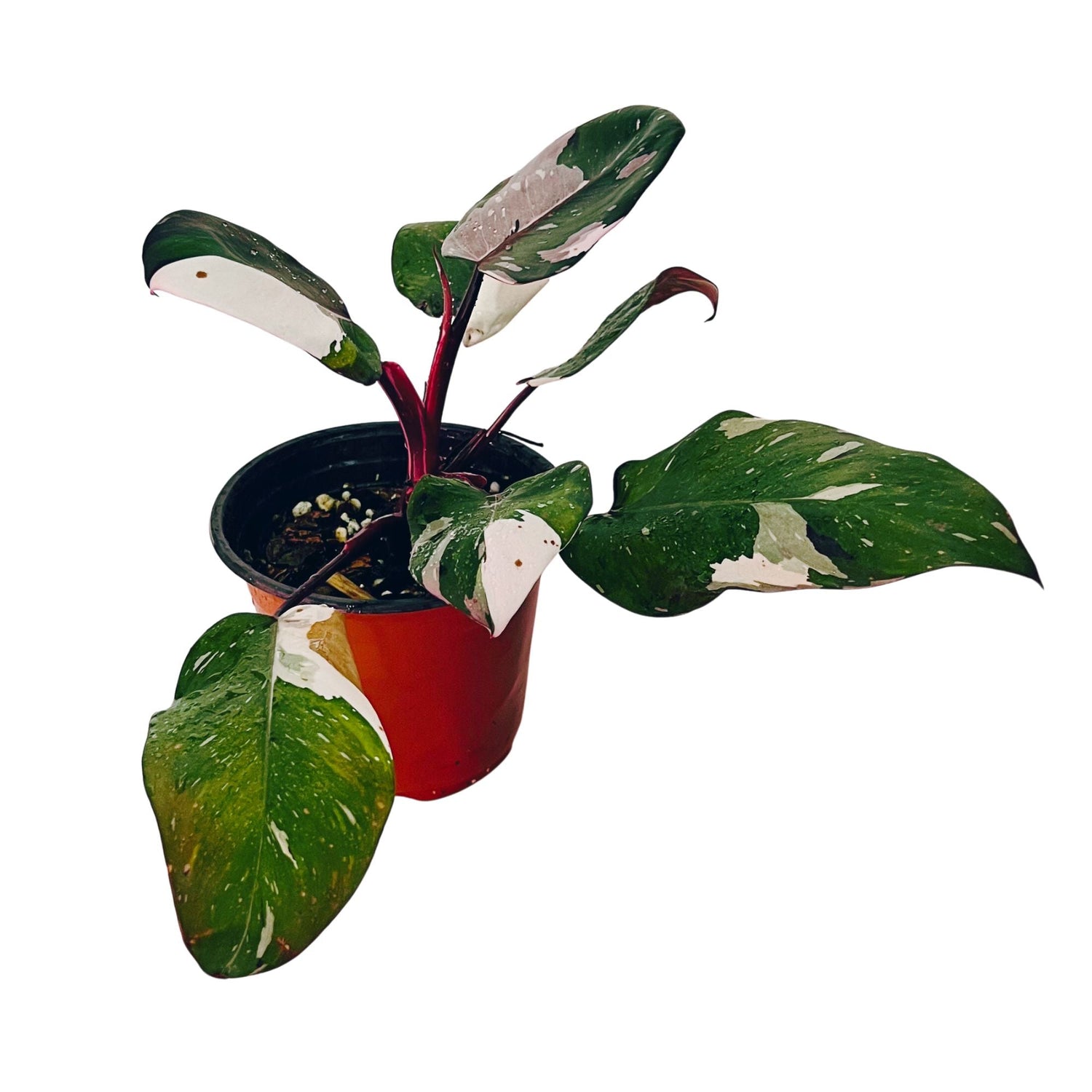 Philodendron Red Anderson in 6" pot