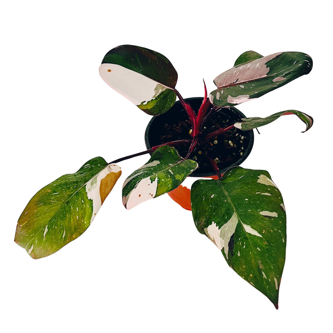 Philodendron Red Anderson in 6" pot
