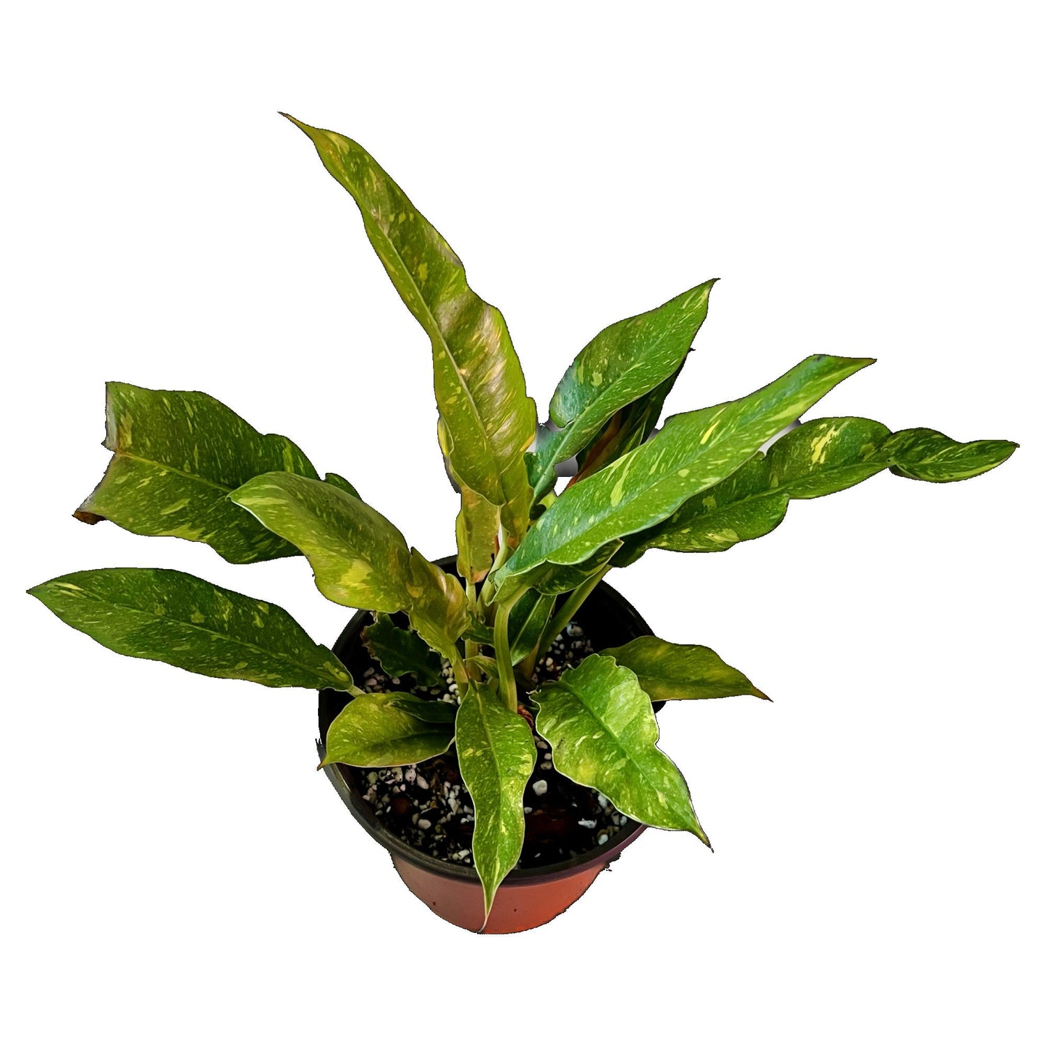 medium philodendron bush Philodendron Ring of Fire - Medium