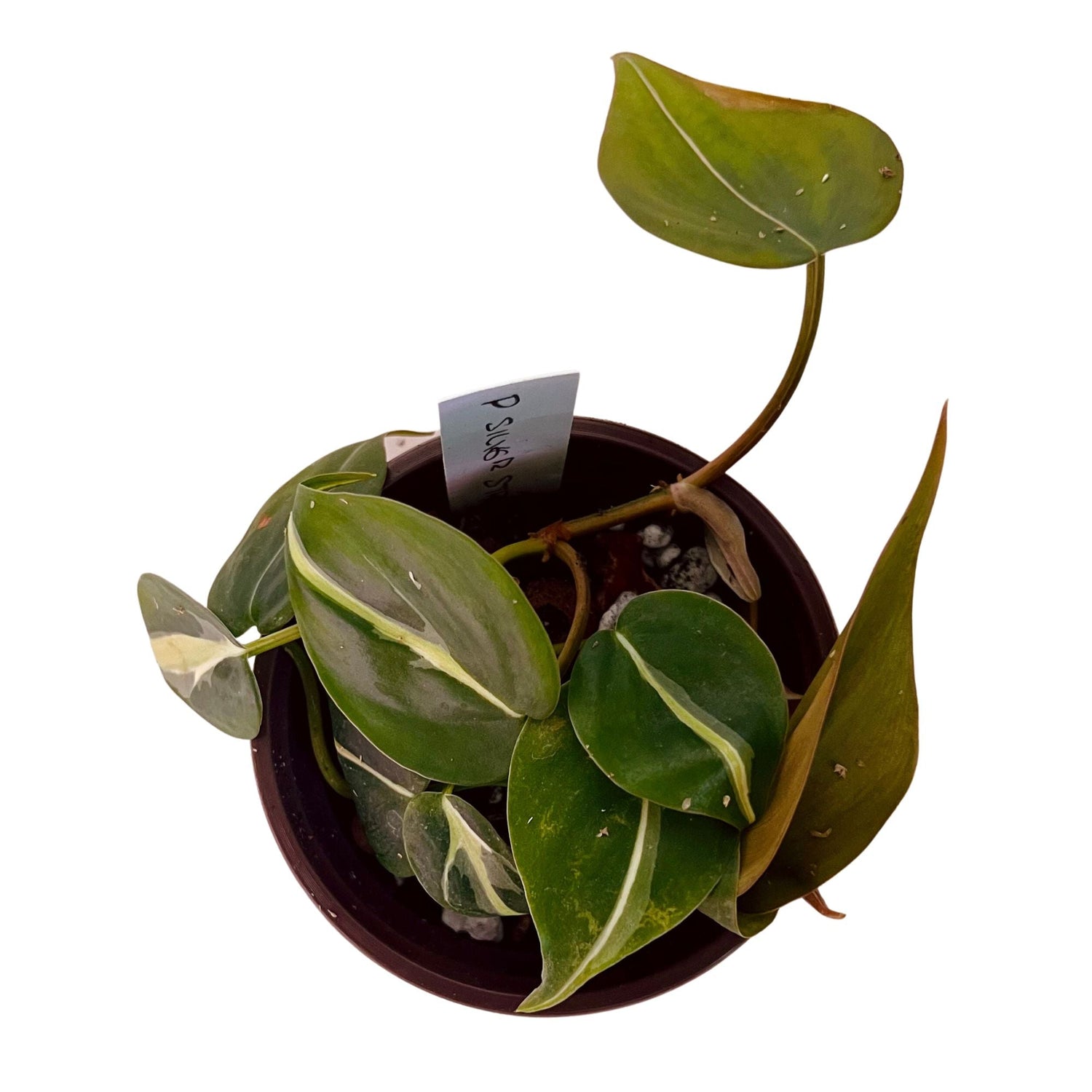 Philodendron Silver Stripe in 4&quot; pot