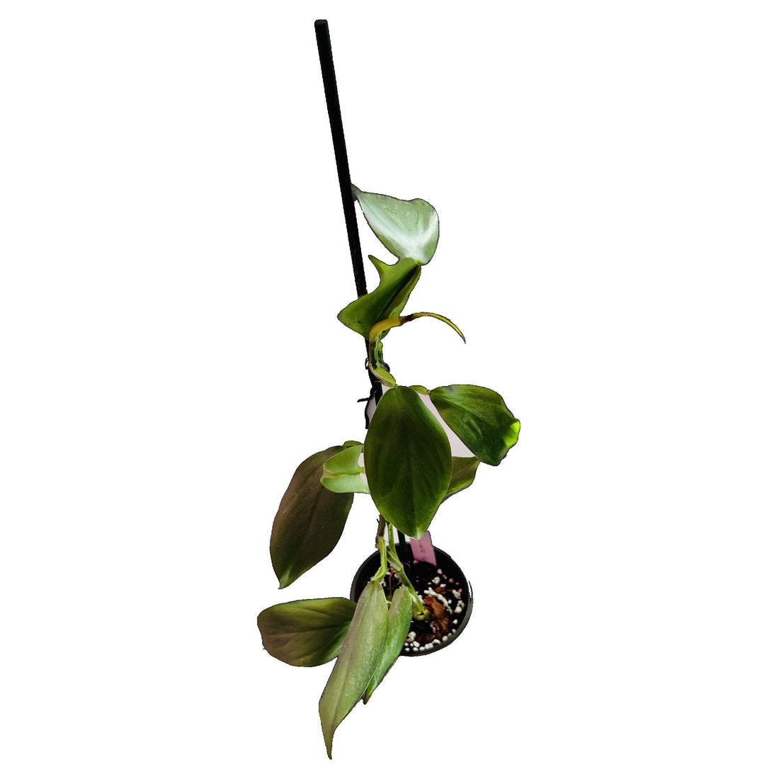 Philodendron Silver Sword in 4" pot