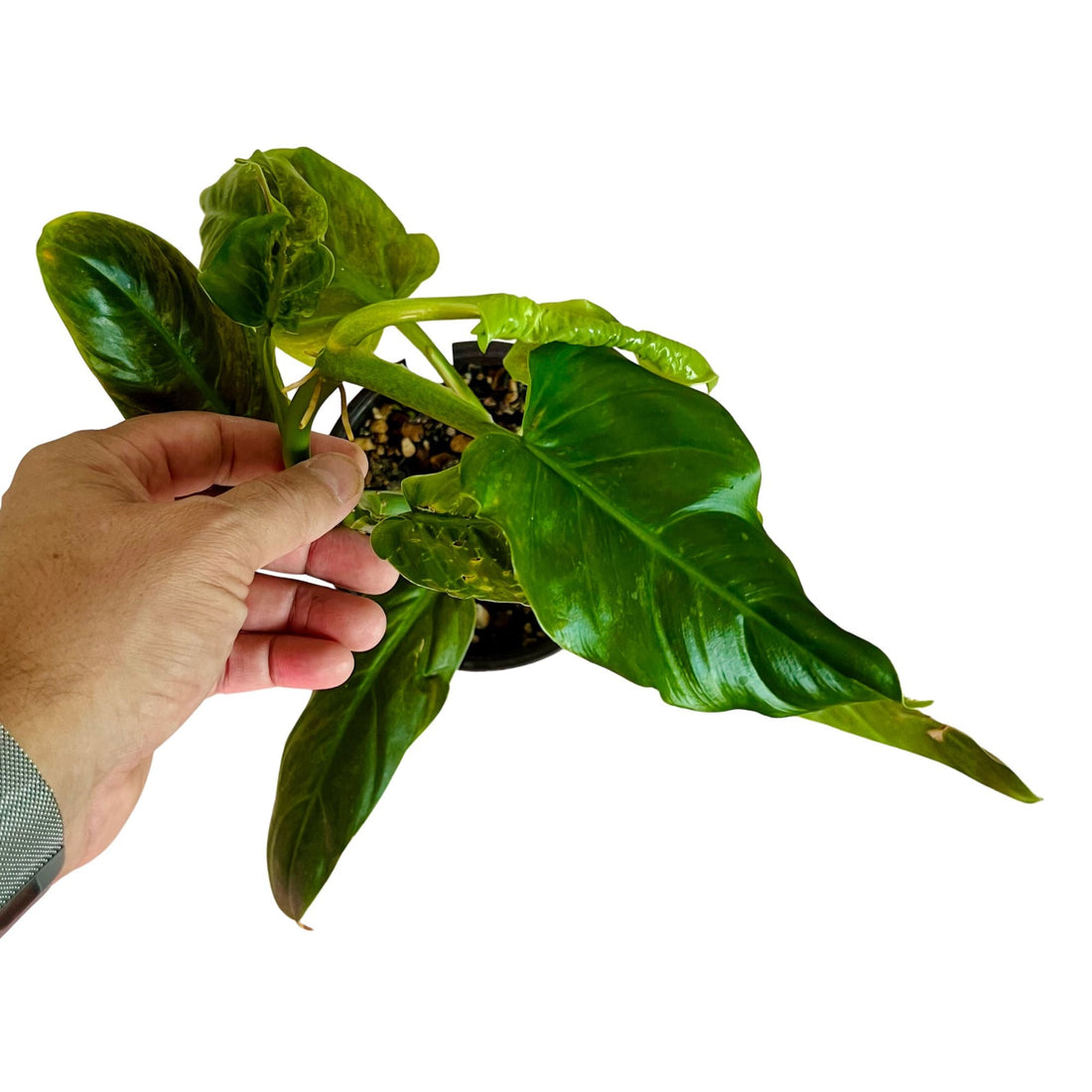 Philodendron Subhastatum in 6" pot
