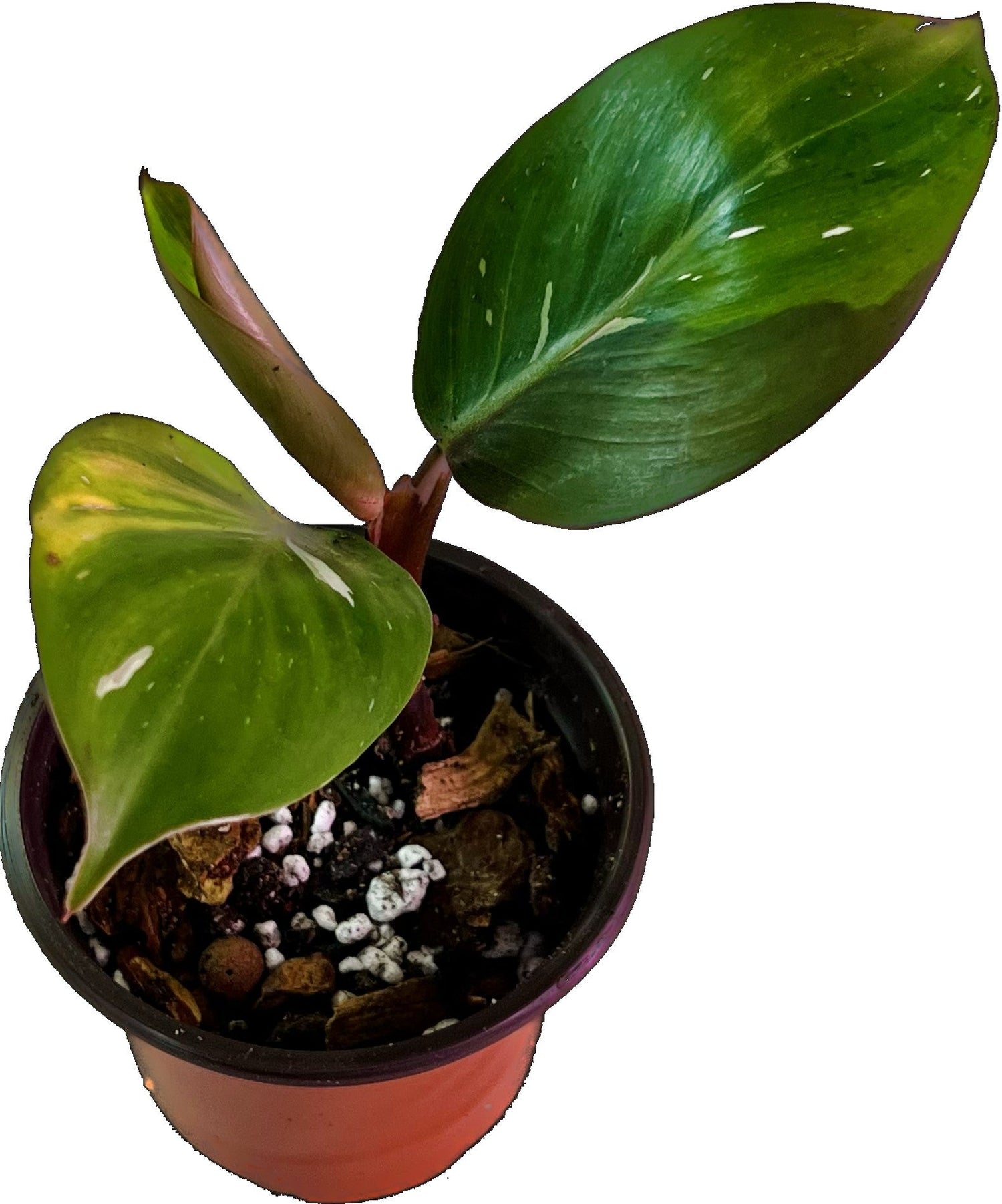 Philodendron White Knight in 4&quot; pot