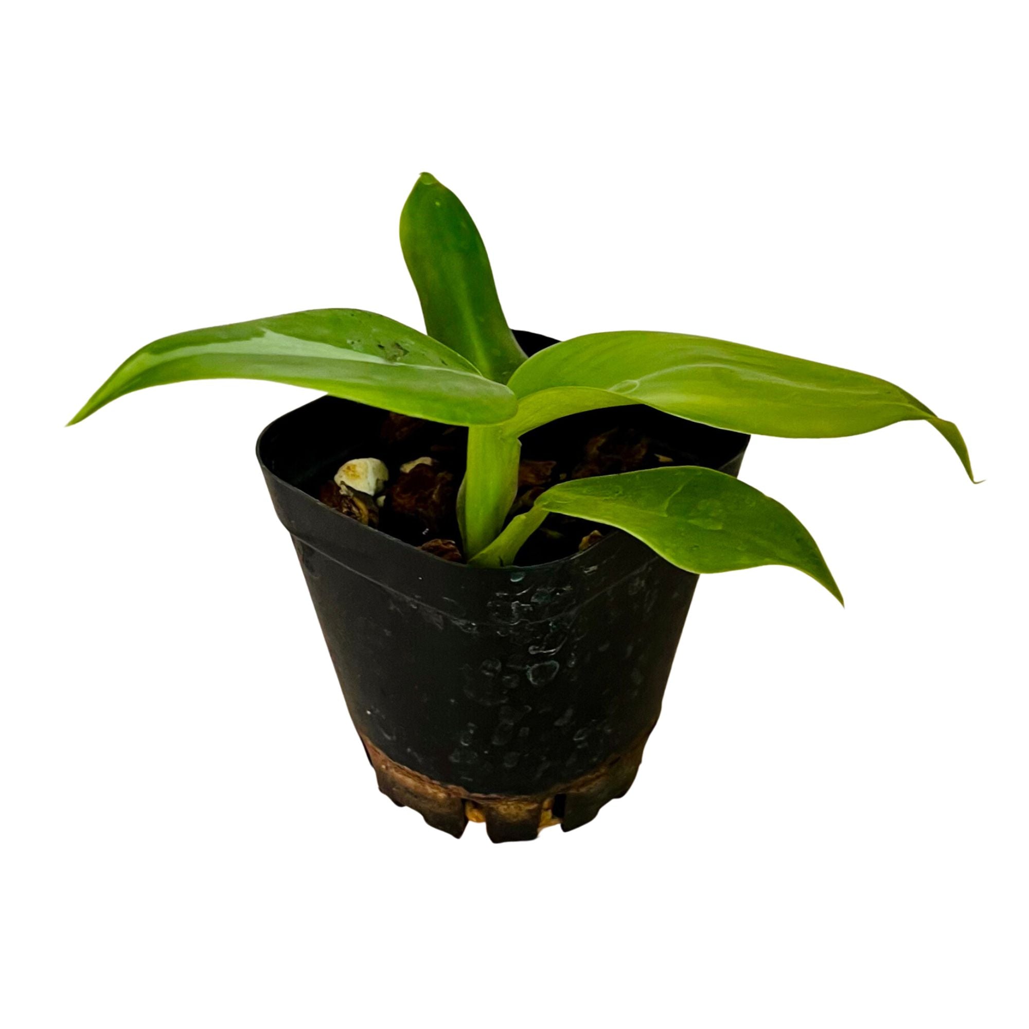 Philodendron White Wizard in 2&quot; pot