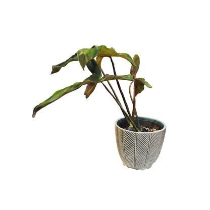 Philodendron Mexicanum - Medium