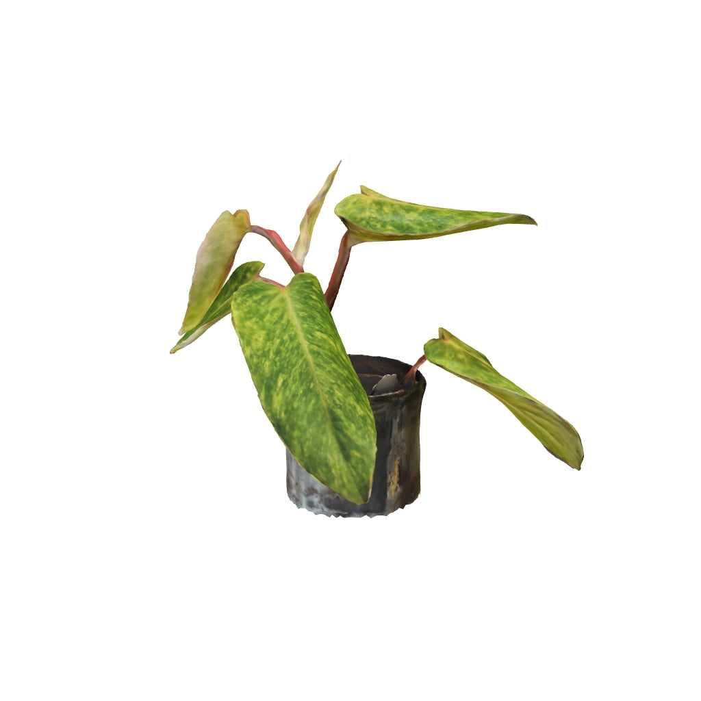 Philodendron Painted Lady - Small