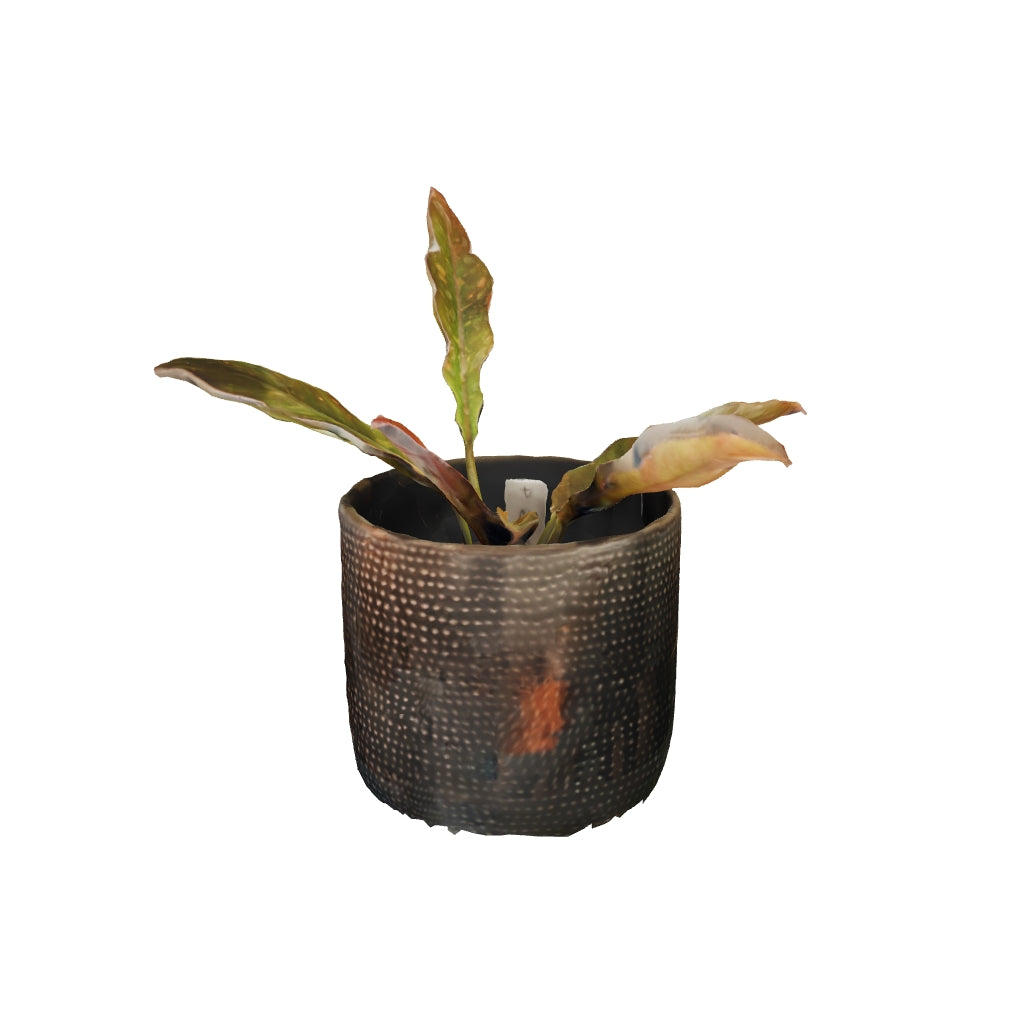 Philodendron Ring of Fire - Small