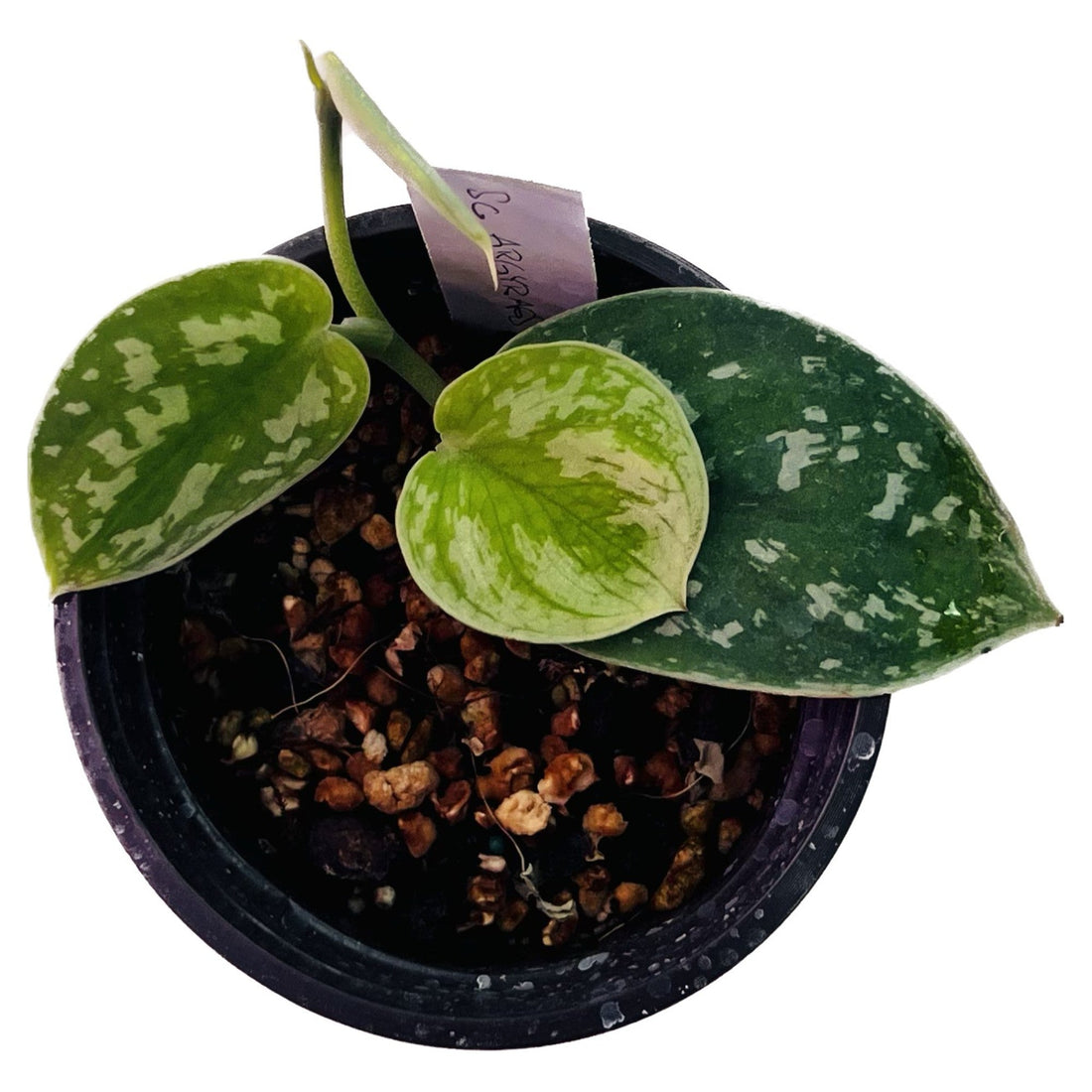 Scindapsus Argyraeus in 4" pot