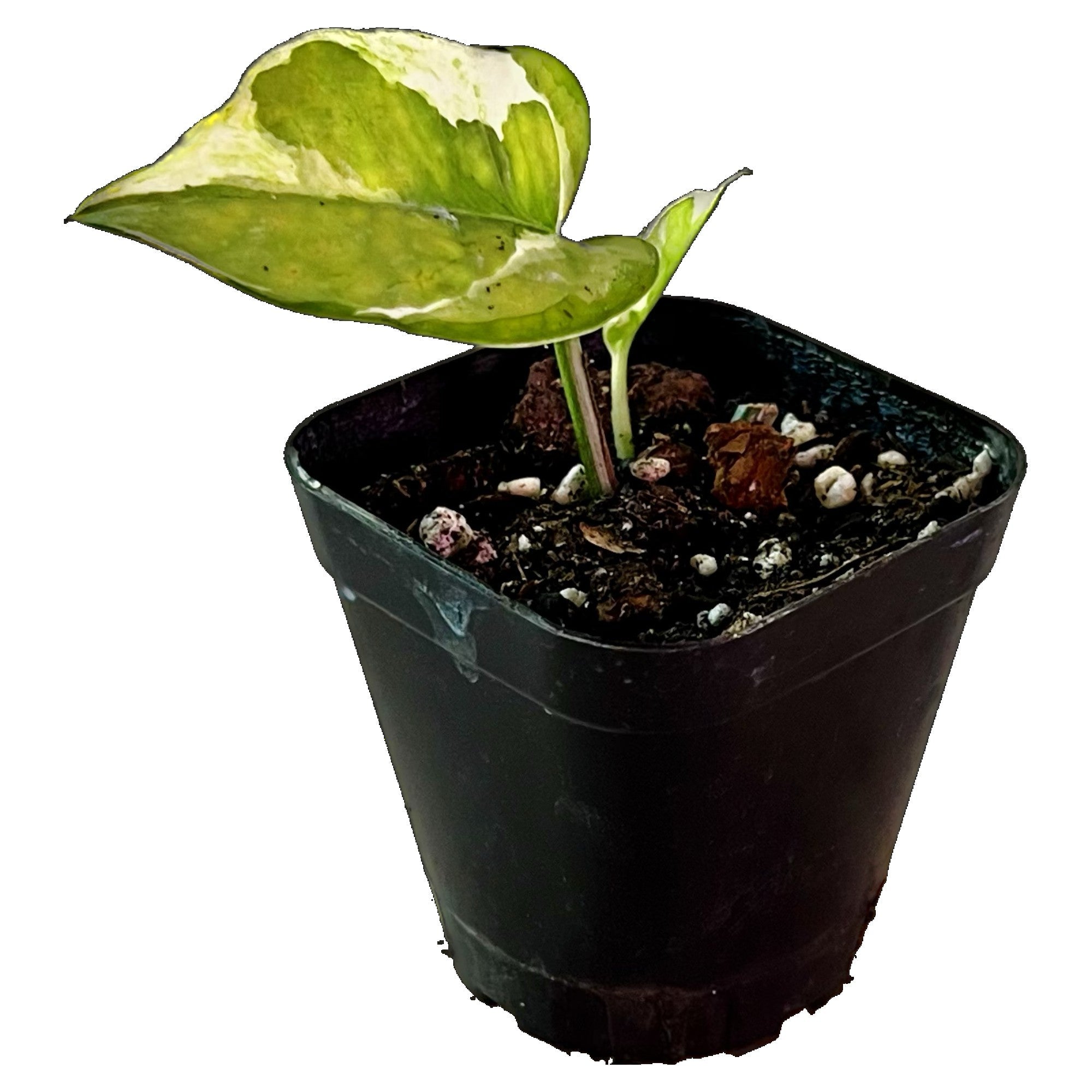 Snow Queen Pothos in 2&quot; pot