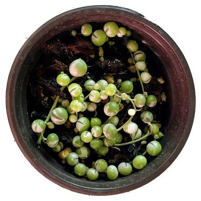 String Of Pearls Variegated - Small