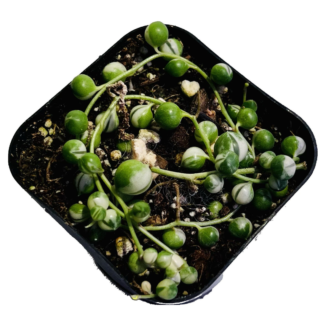 String Of Pearls Variegated in 2&quot; pot