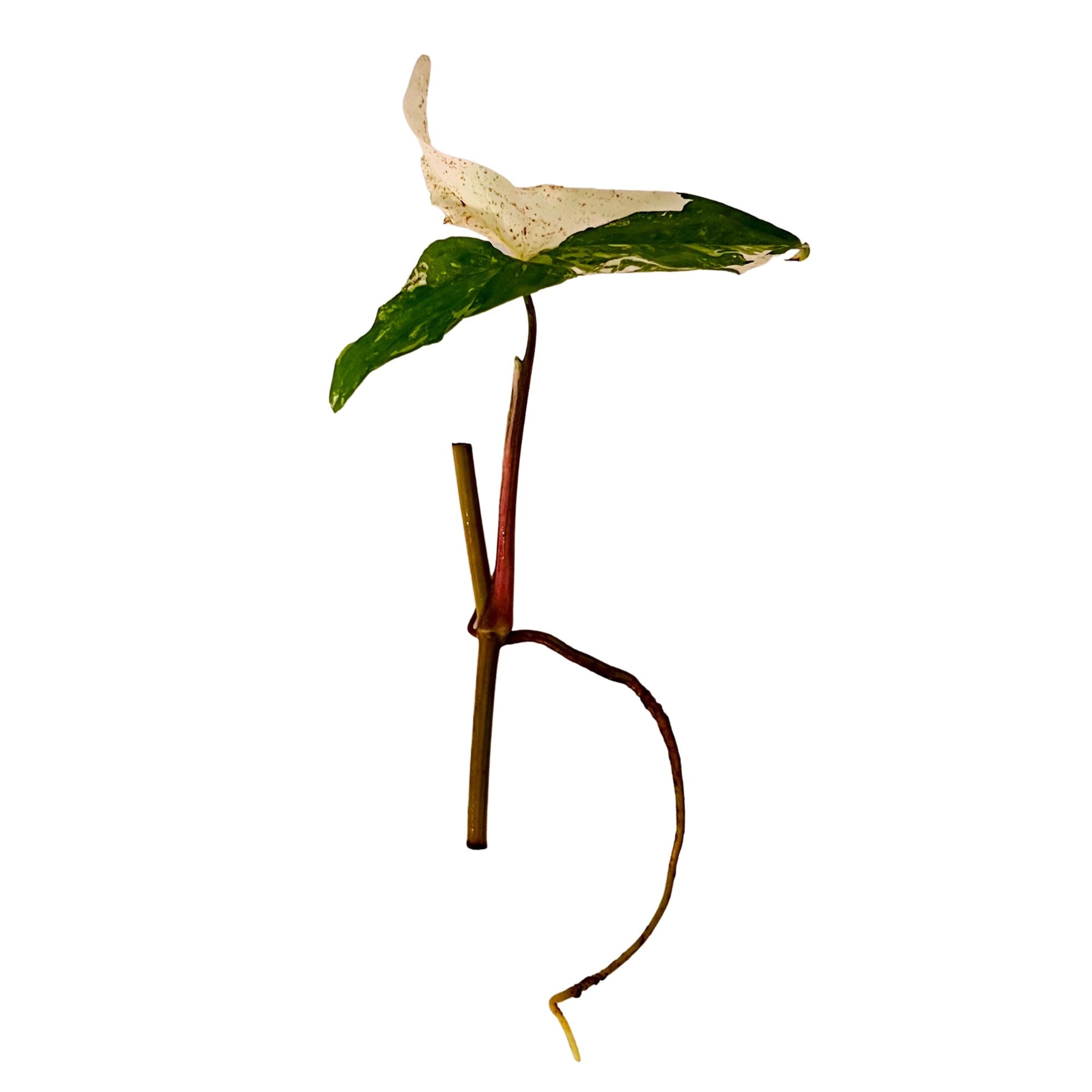 Syngonium Albo - Cutting