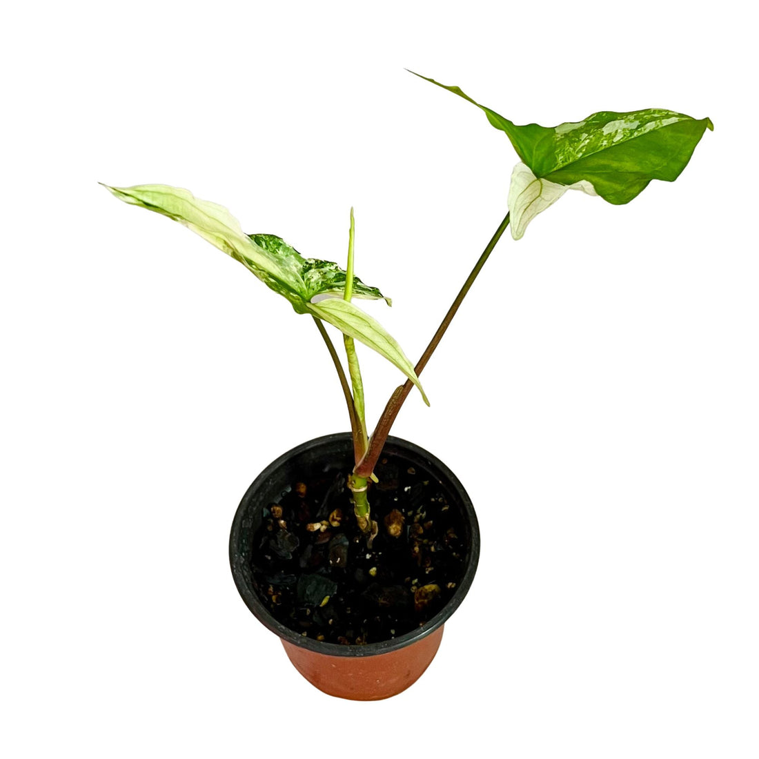 Syngonium Albo in 4" pot