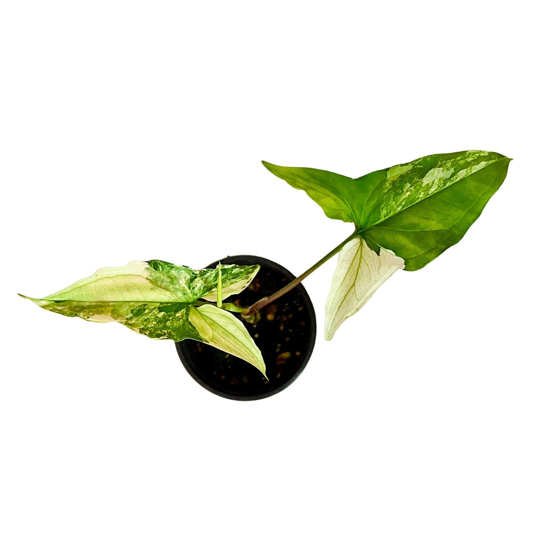 Syngonium Albo in 4" pot