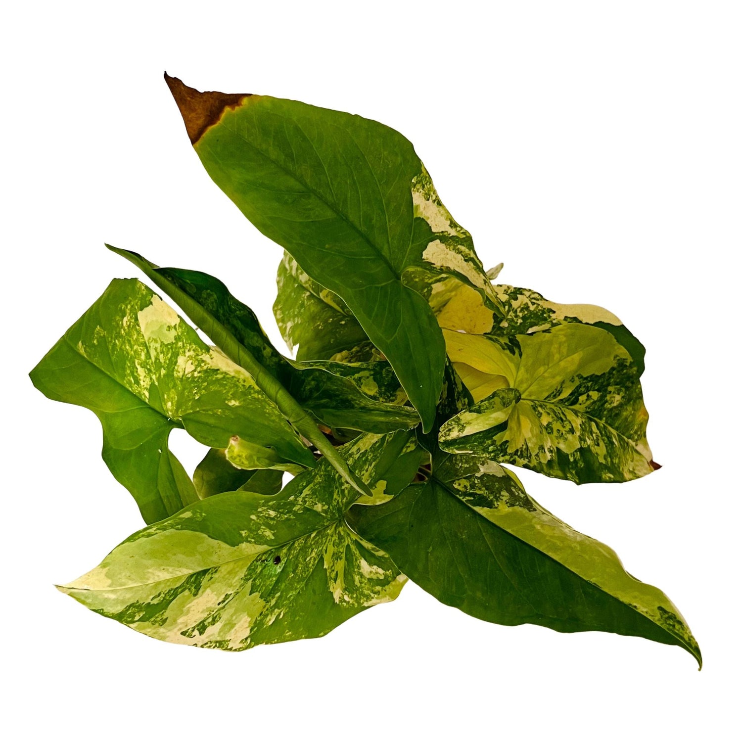 Syngonium Aurea - Cutting