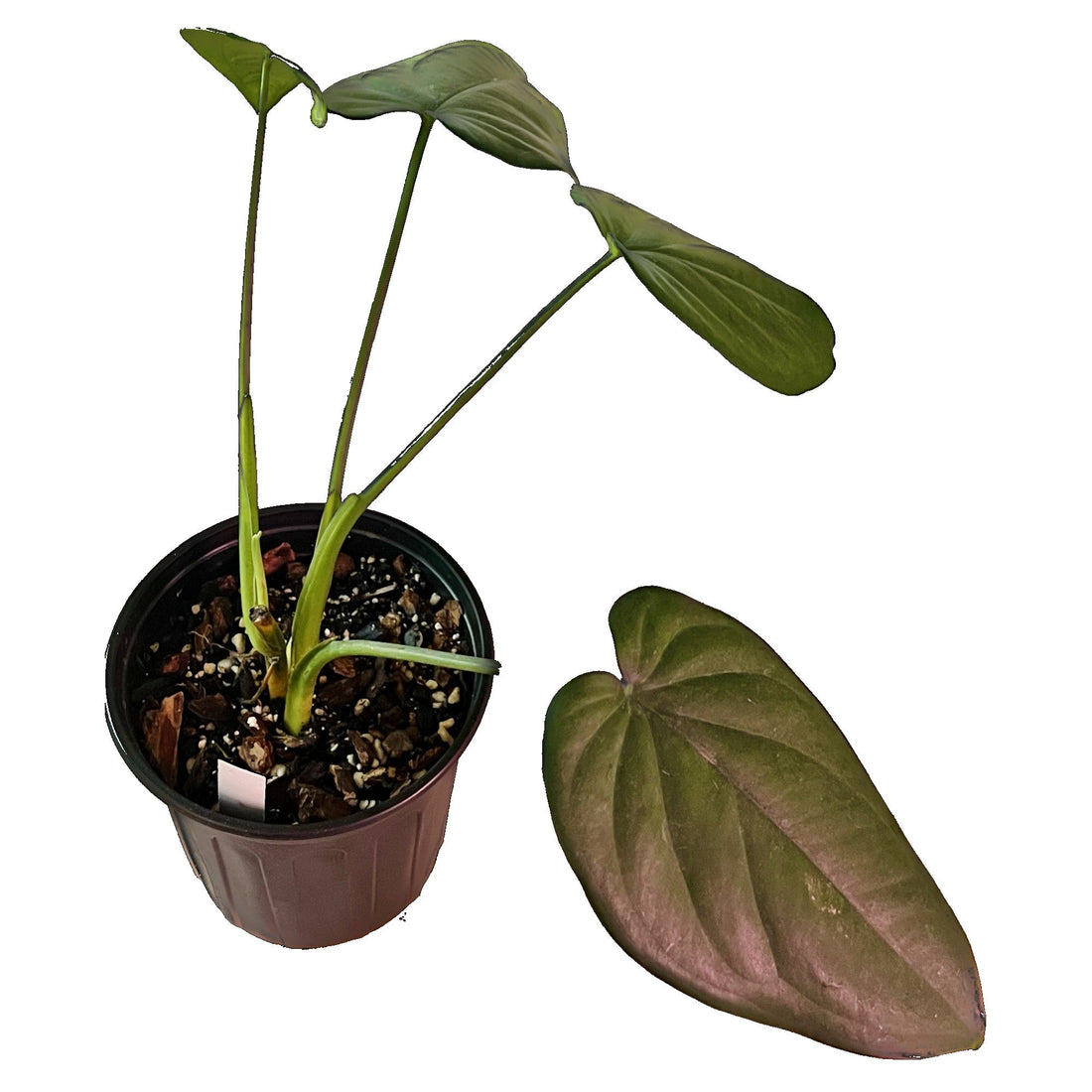 Syngonium Chiapense in 1/2 Gallon pot