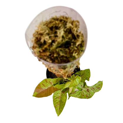 Syngonium Confetti in 1/2 Gallon pot with Moss Pole