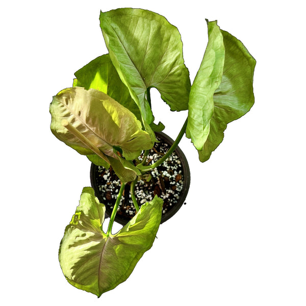 Alusión de mango Syngonium - Mediano