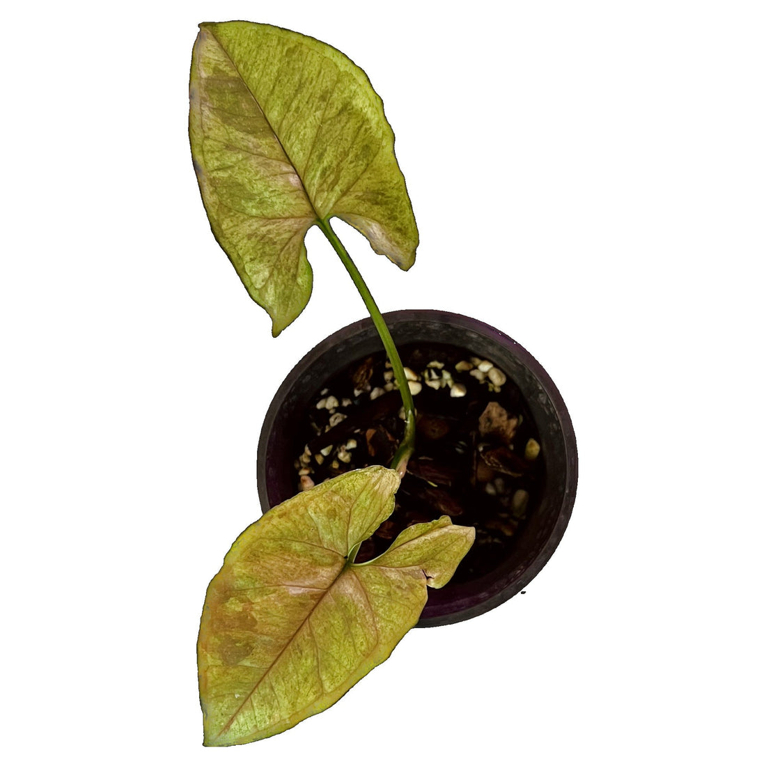 Syngonium Matcha Sprinkle in 4" pot