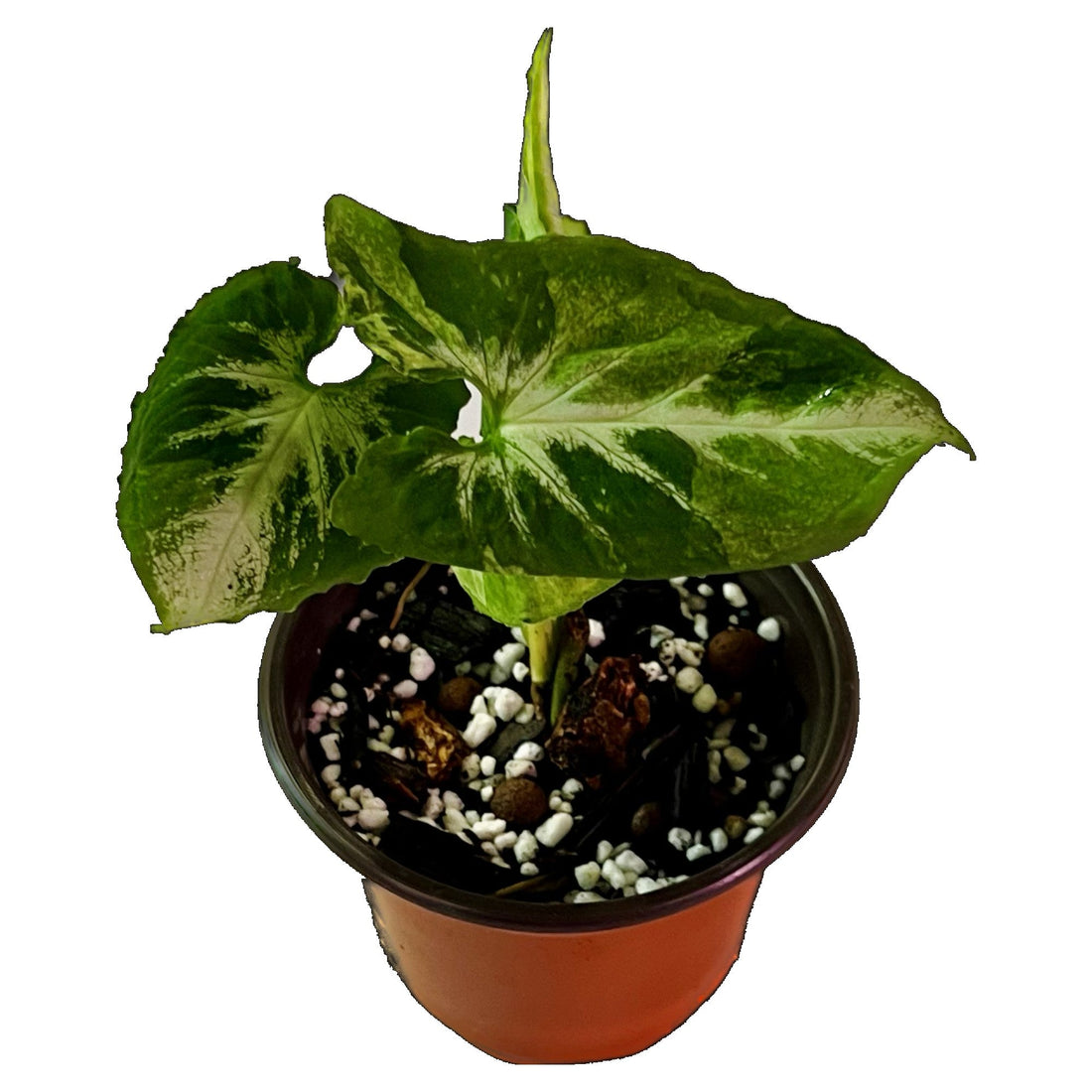 Syngonium Scrambled Eggs in 4" pot