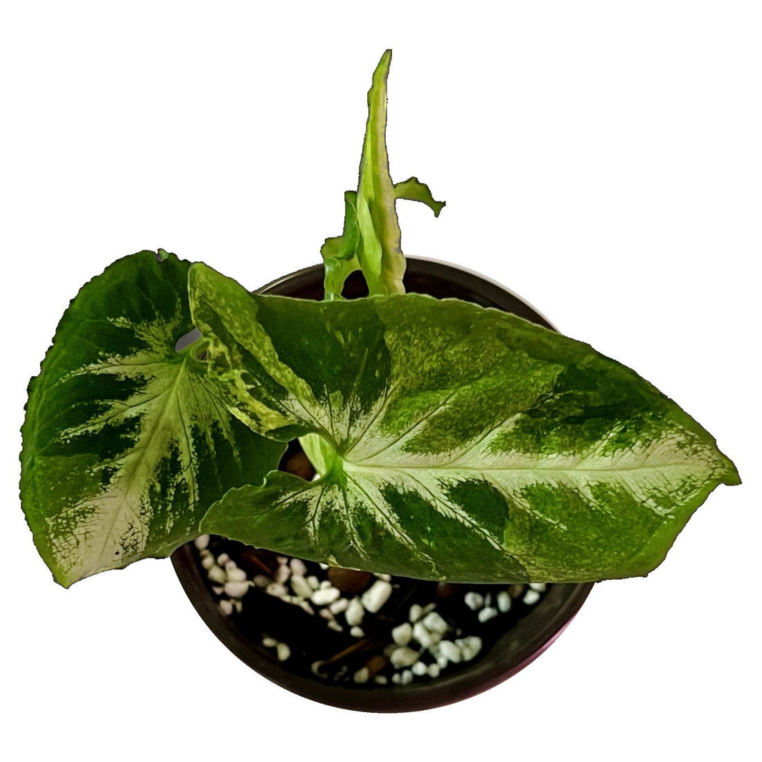 Syngonium Scrambled Eggs in 4" pot