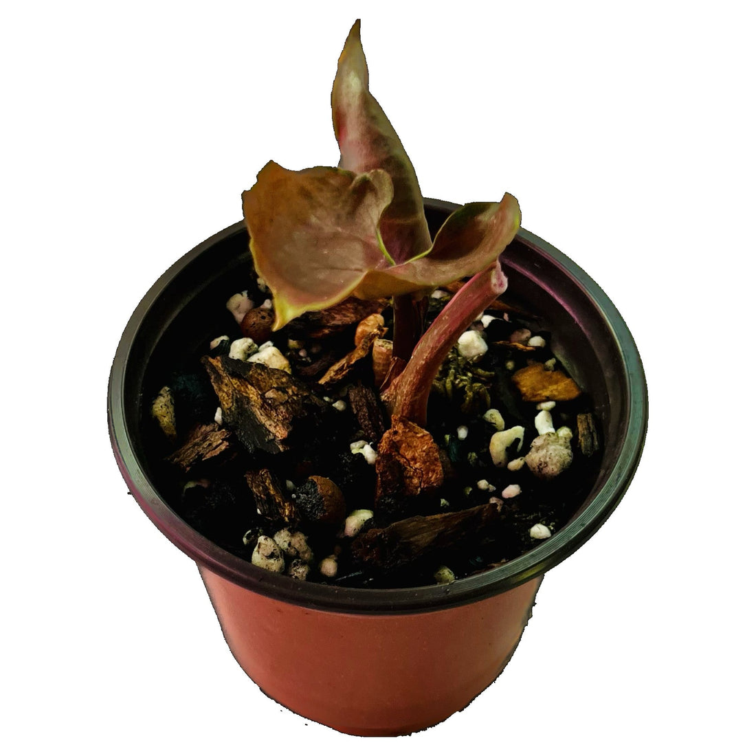 Syngonium Strawberry Ice in 4" pot