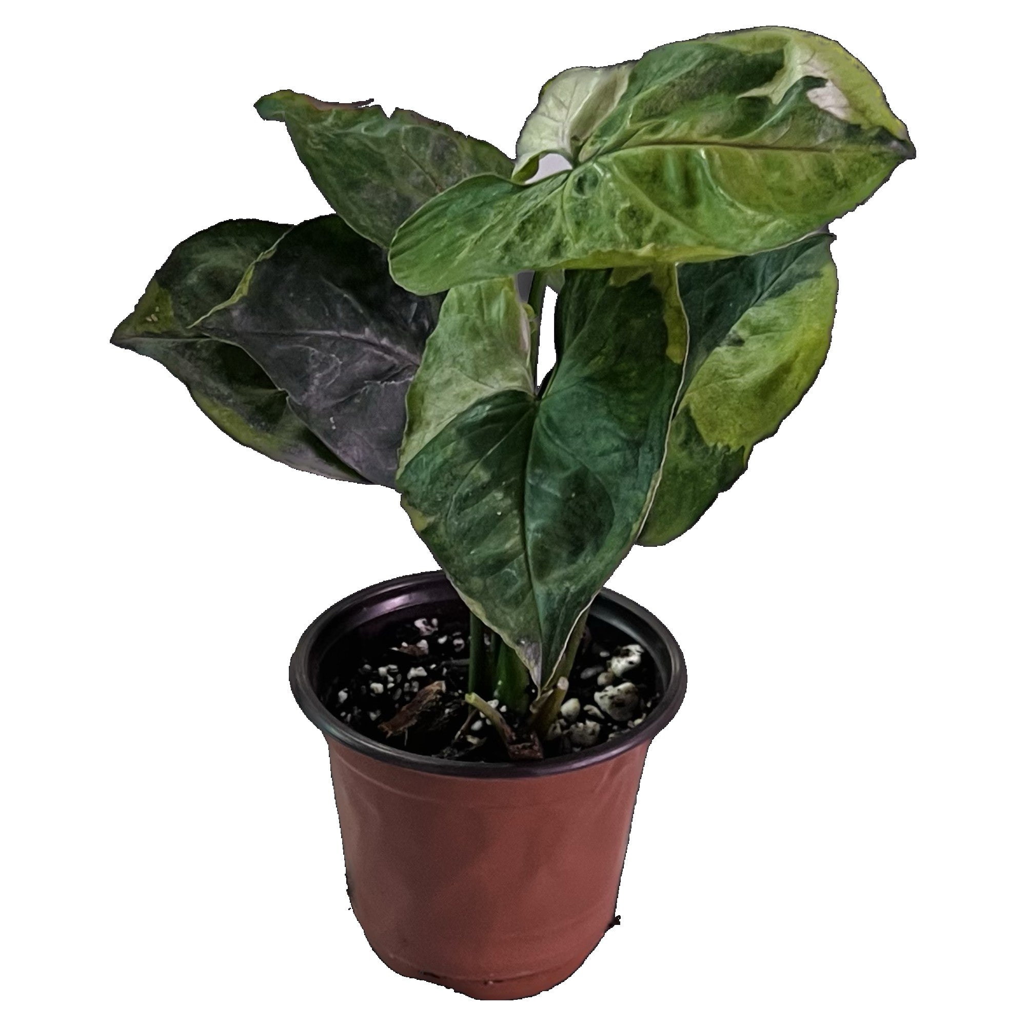 Syngonium T24 Round Form in 6&quot; pot