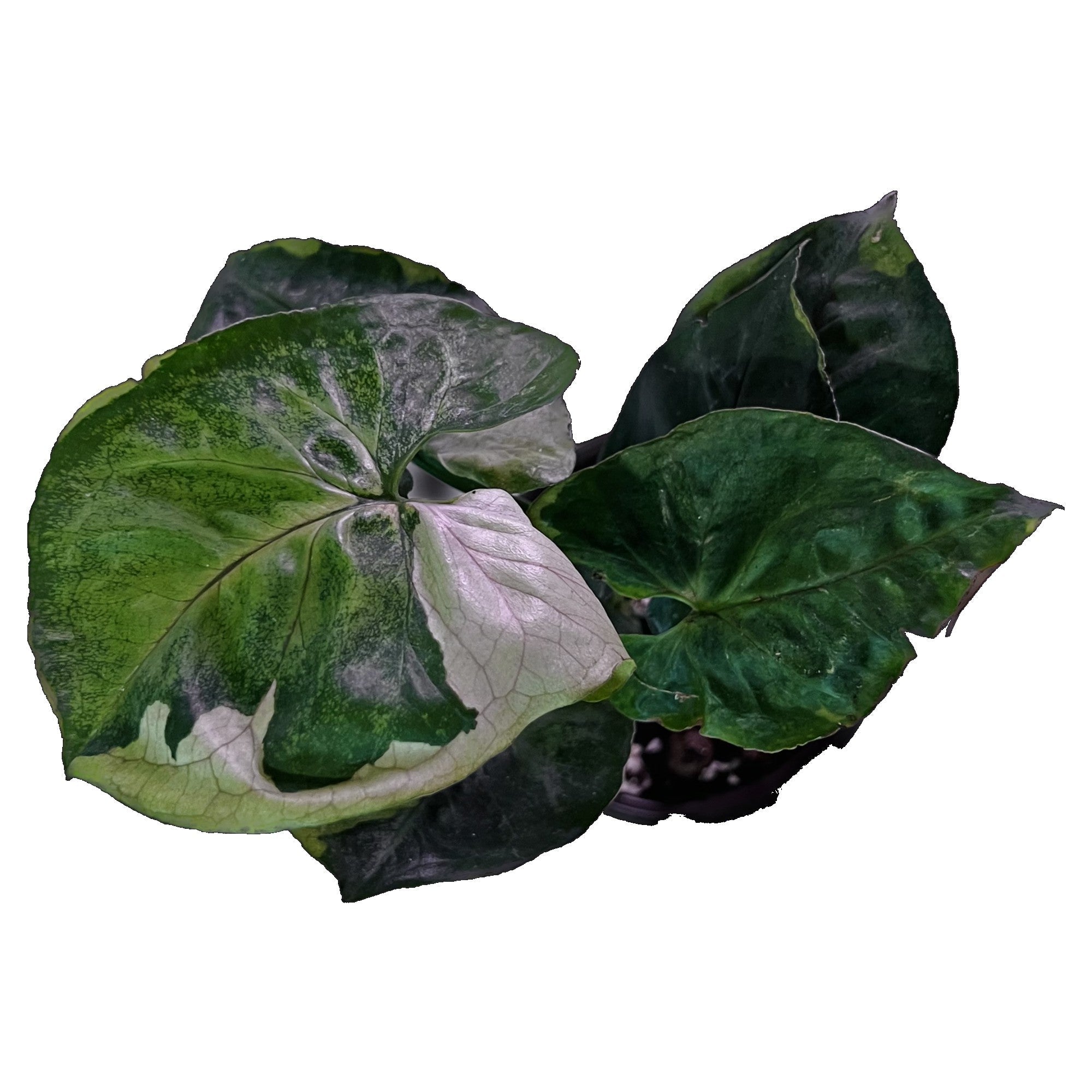 Syngonium T24 Round Form in 6&quot; pot