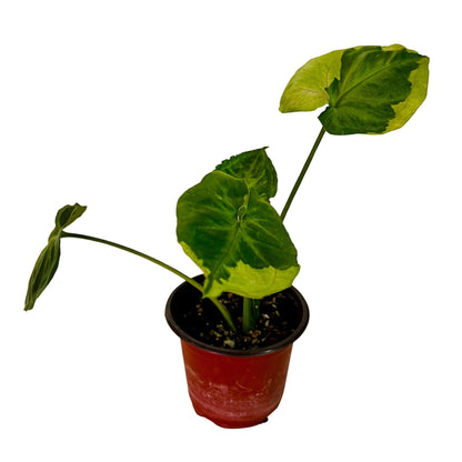 Syngonium T24 Round Form in 4&quot; pot