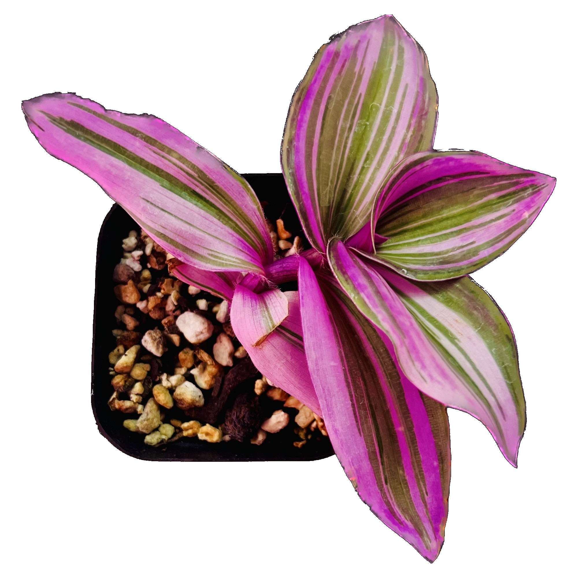 Tradescantia Nanouk in 2&quot; pot